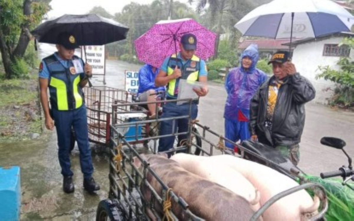 Suksukimaten dagiti polis ti dokumento dagiti baboy a maibibiahe iti ili ti Balaoan, iti La Union. (Ladawan: PNP Balaoan )