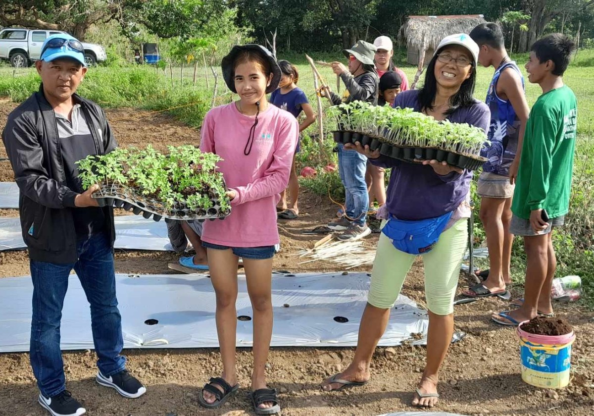 Dagiti bunubon nga off-season a kamatis a naibunubon iti seedling tray.  Naaramat dagiti seedling tray a pagbunubonan iti naipasdek a demonstration project iti Brgy. Caraitan, Badoc, Ilocos Norte iti daga ni Ms. Janet Iglesia iti nasao a barangay (nakaantehos).  Karaman iti grupo da Municipal Agriculture Officer ti Badoc, Ilocos Norte Mr. Renante Jhonar Cayme ken Ms. Elysa Rapacon, 4H Club Secretary.  Timmulong met a nagmula dagiti kameng ti 4H Club iti nasao a lugar iti pannakaipasdek ti demonstration area on off-season tomato planting itay nabiit.