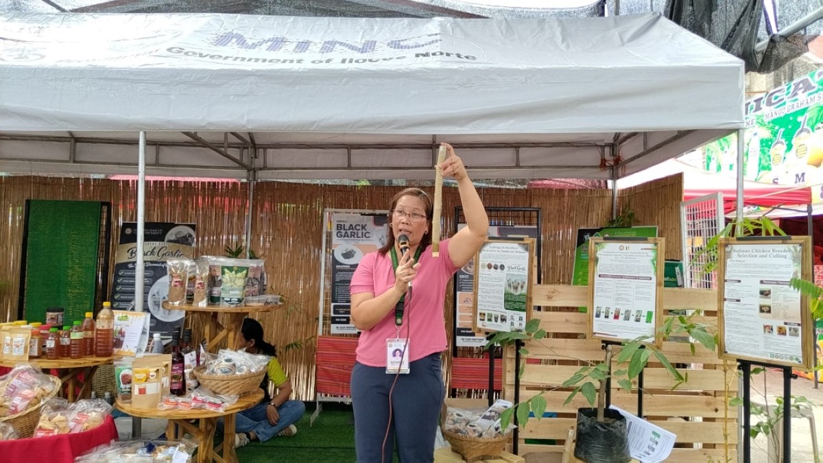Ni Dr. Menisa A. Antonio iti MMSU Research Directorate kabayatan ti panangilawlawagna kadagiti nagatendar iti Binakol Festival iti Sarrat, Ilocos Norte no kasano ti agpatubo iti alukon. 