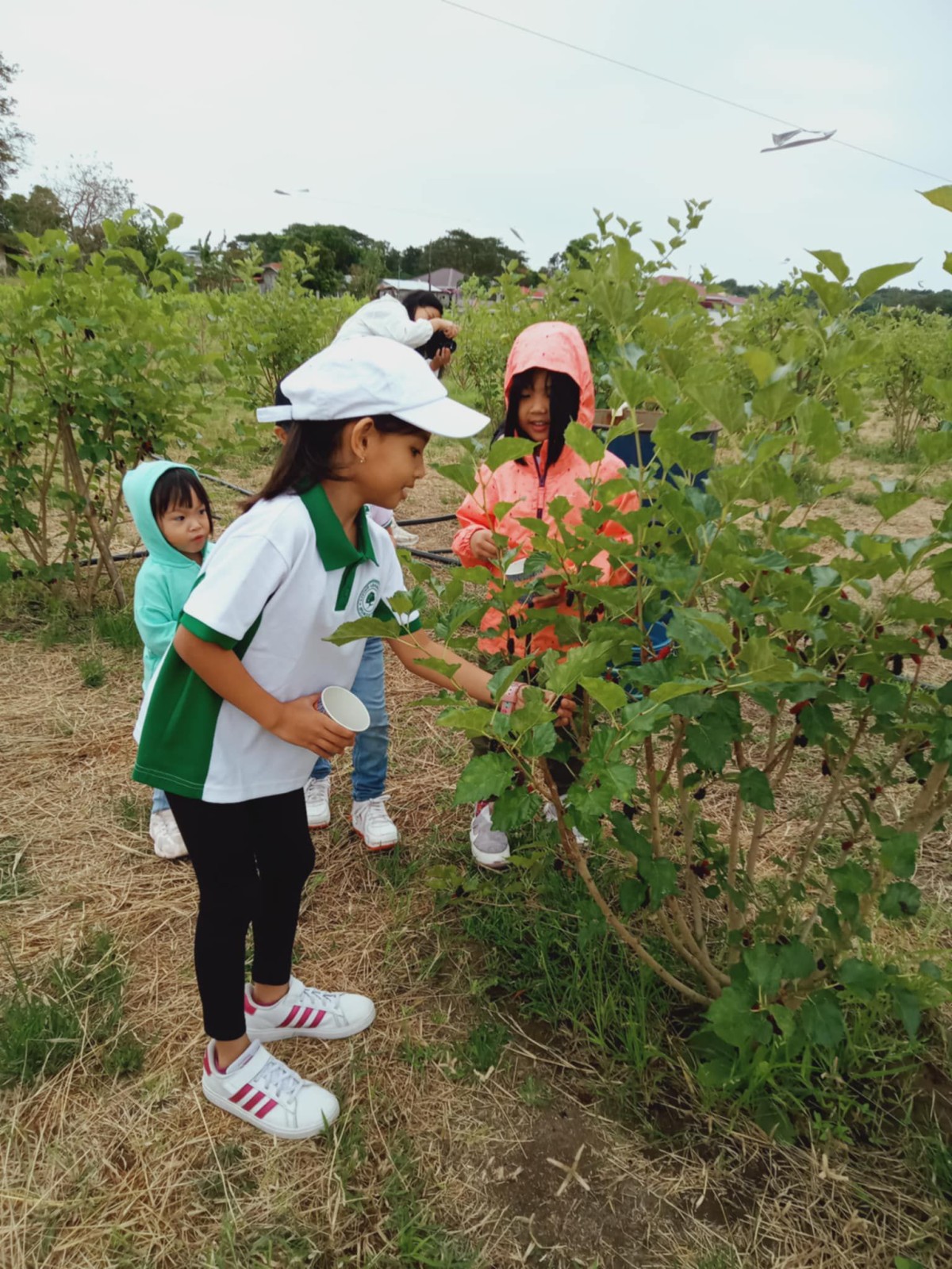 Sumagmamano kadagiti ubbing a simmarungkar ken nagpuros iti mulberry iti farm.