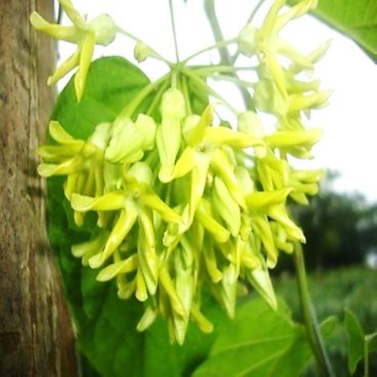 Sabong ti pusapusa.