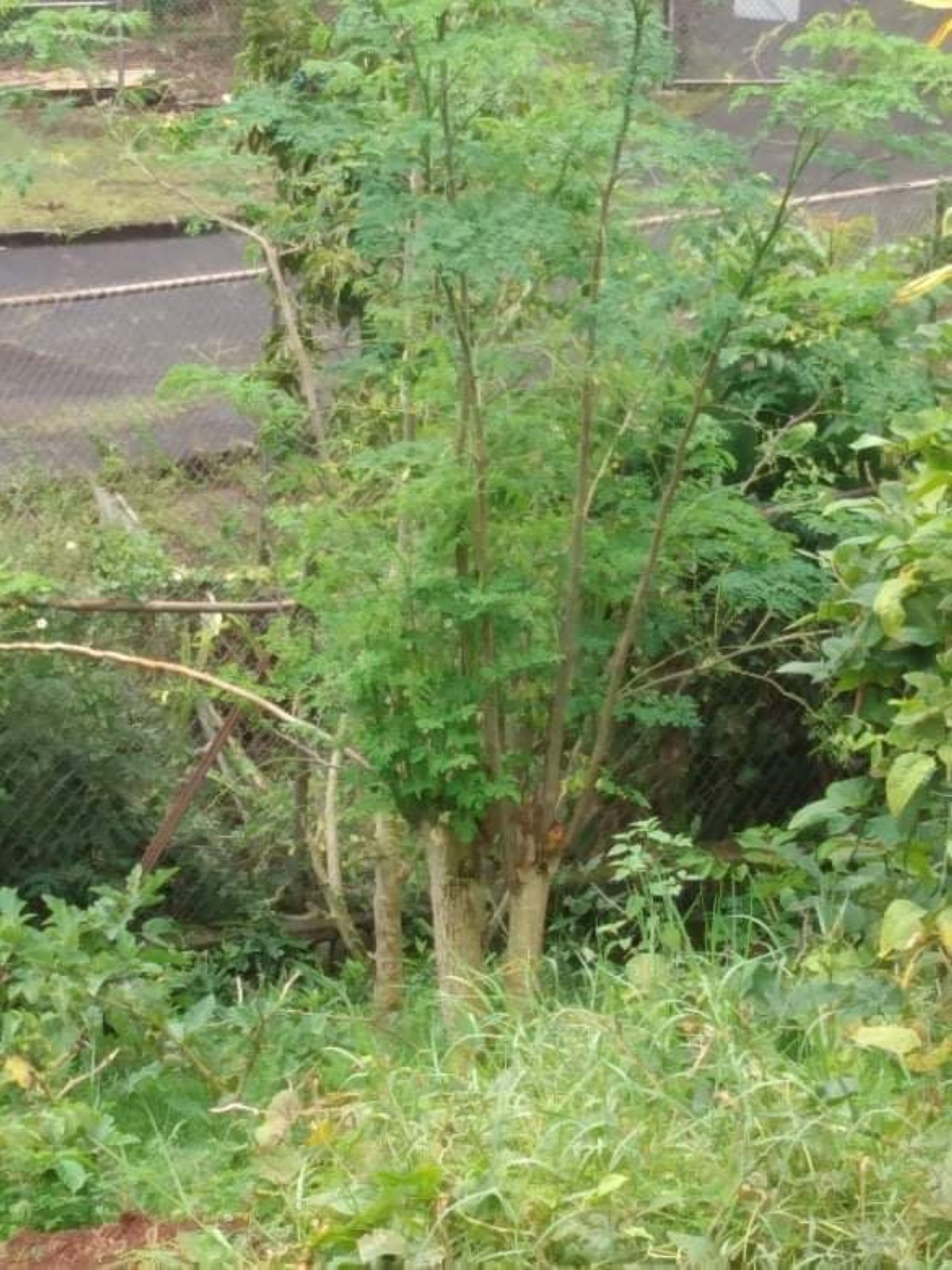 Ti marunggay a mula ti autor.